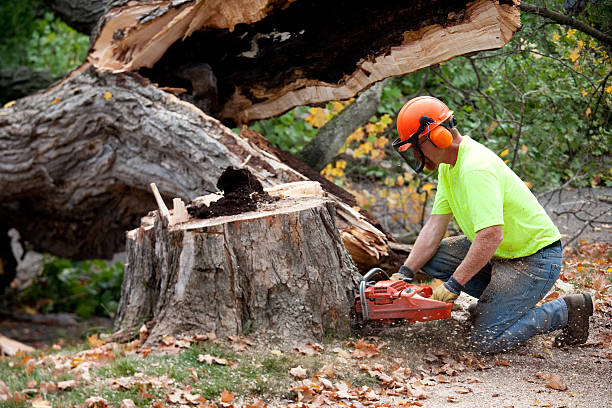 How Our Tree Care Process Works  in Hunters Creek, FL